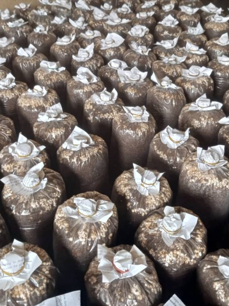 Mushroom Product 3 Image